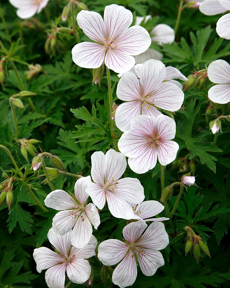 Kasmirinkurjenpolvi Kashmir White 5 kpl