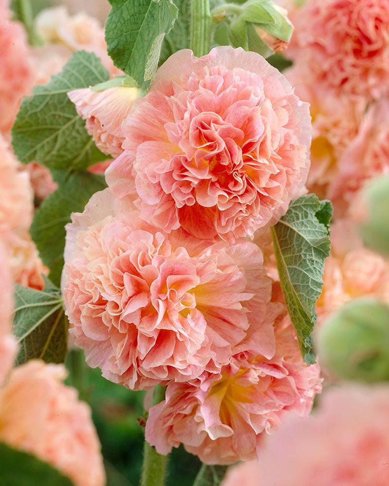 Tarhasalkoruusu Peaches and Dreams