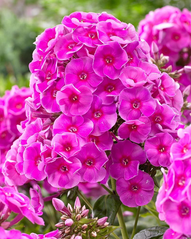 Pinkkiparatiisi 2 -perennapenkki 27 kpl