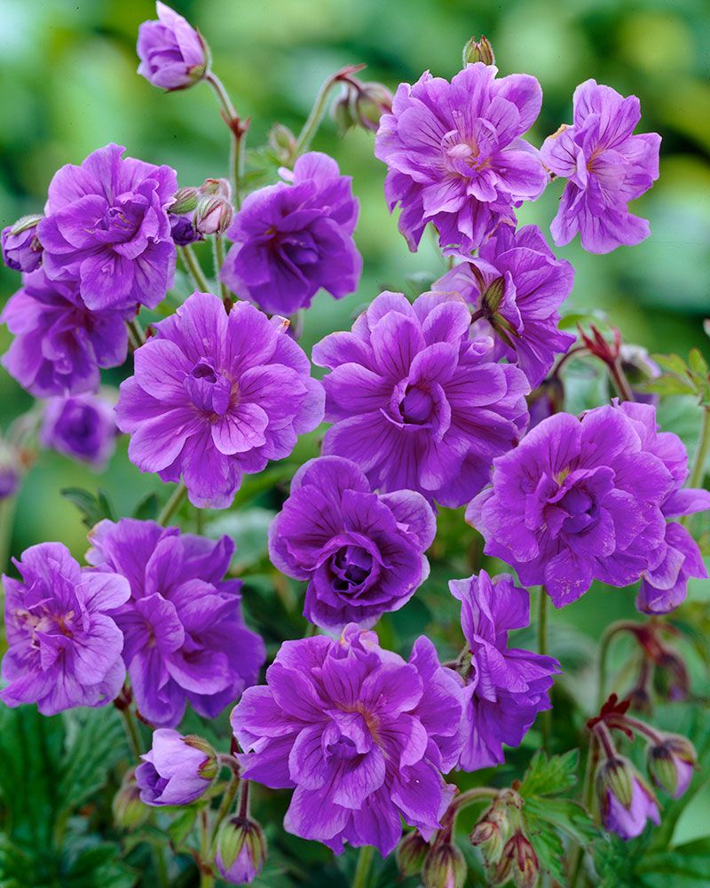 Purppurataivas-perennapenkki 40 kpl