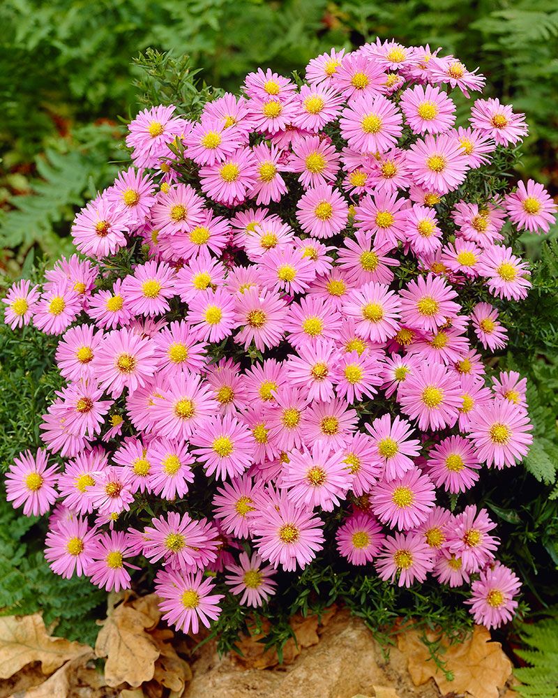 Reunusasteri Herbstgruss vom Bresserhof 5 kpl