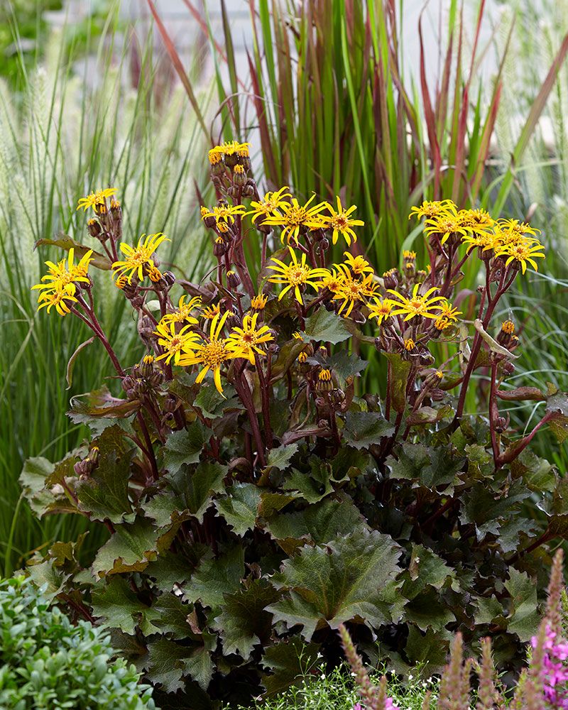 Kallionauhus Little Golden Ray 3 kpl