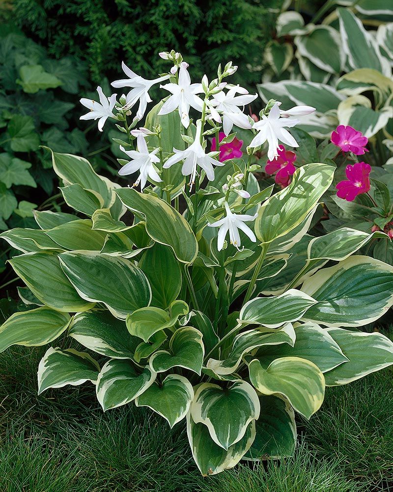 Metsäpuutarha -perennapenkki 9 kpl