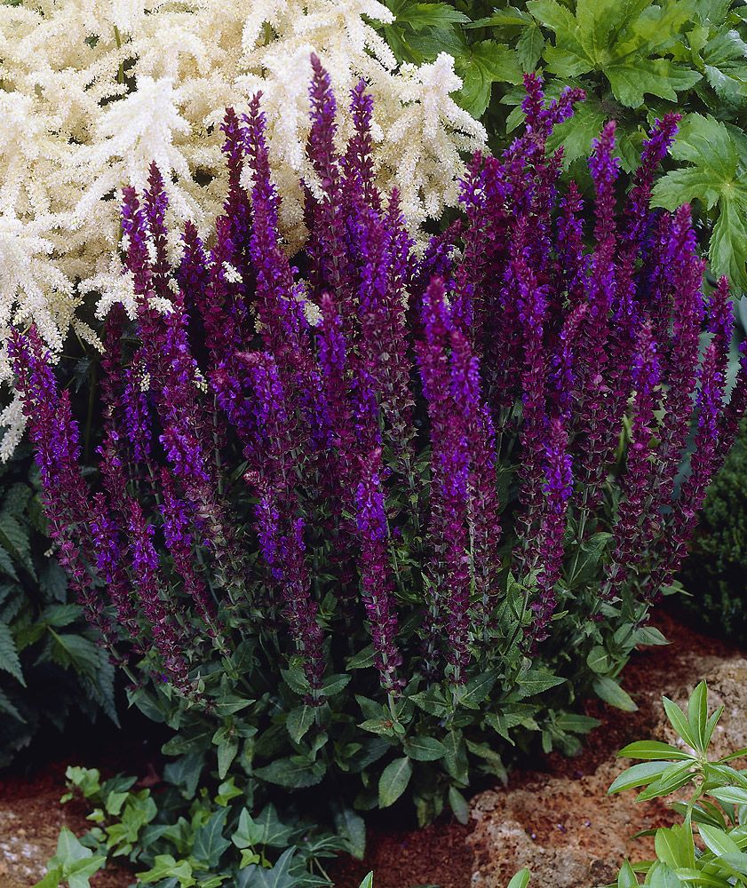 Loistosalvia Mainacht 3 kpl