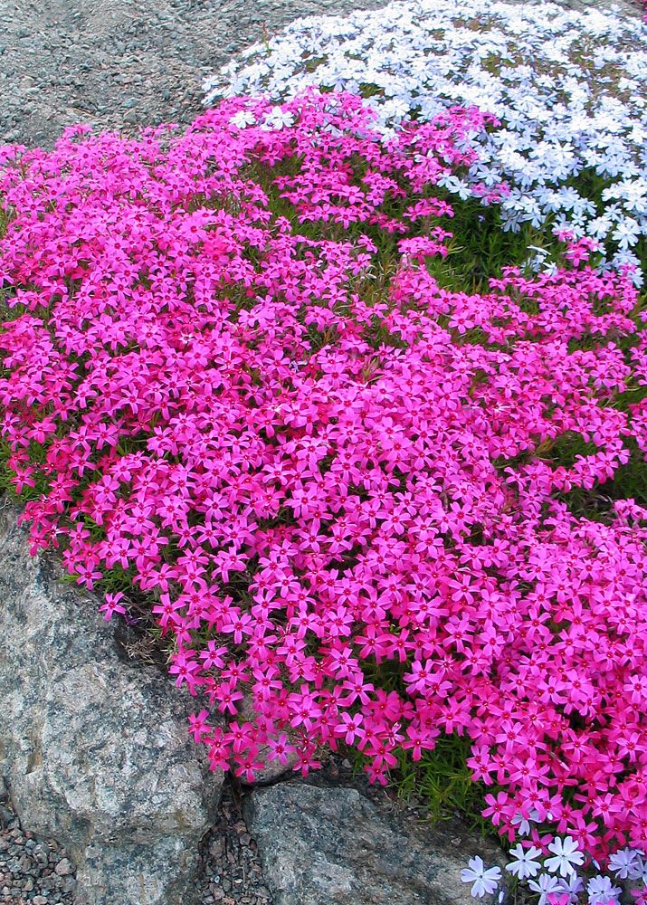 Suviromanssi-perennapenkki syyssipuleilla 123 kpl