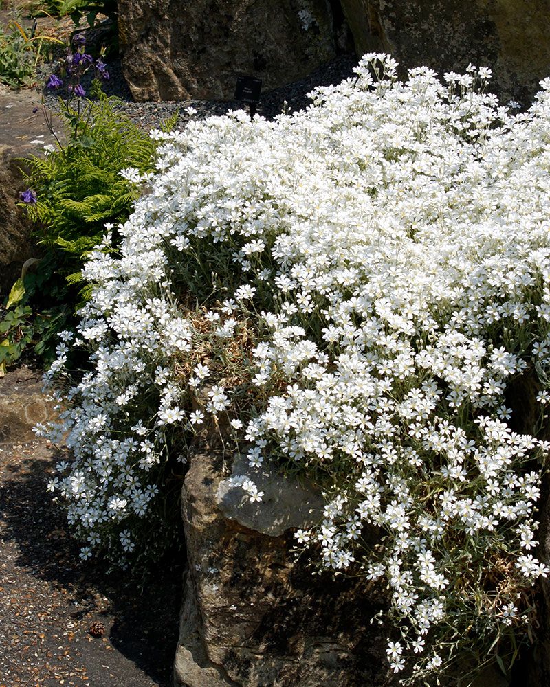 Hopeahärkki Silberteppich