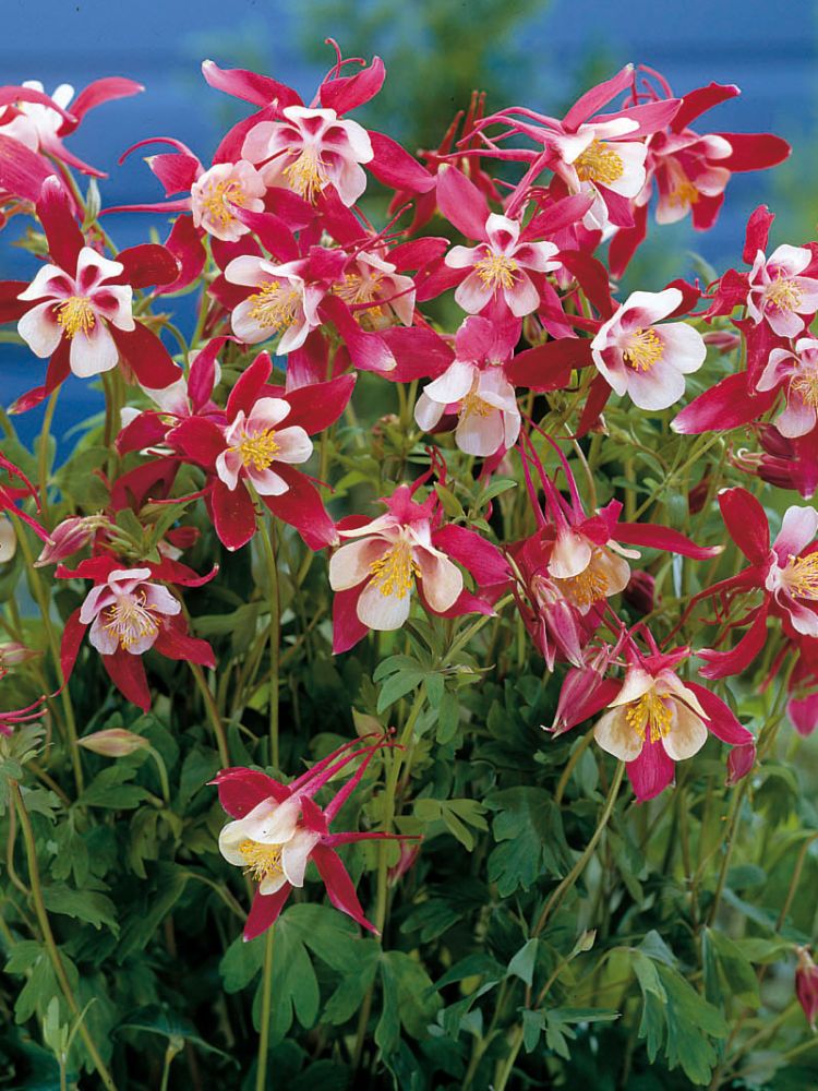 Jaloakileija Crimson Star 10 kpl