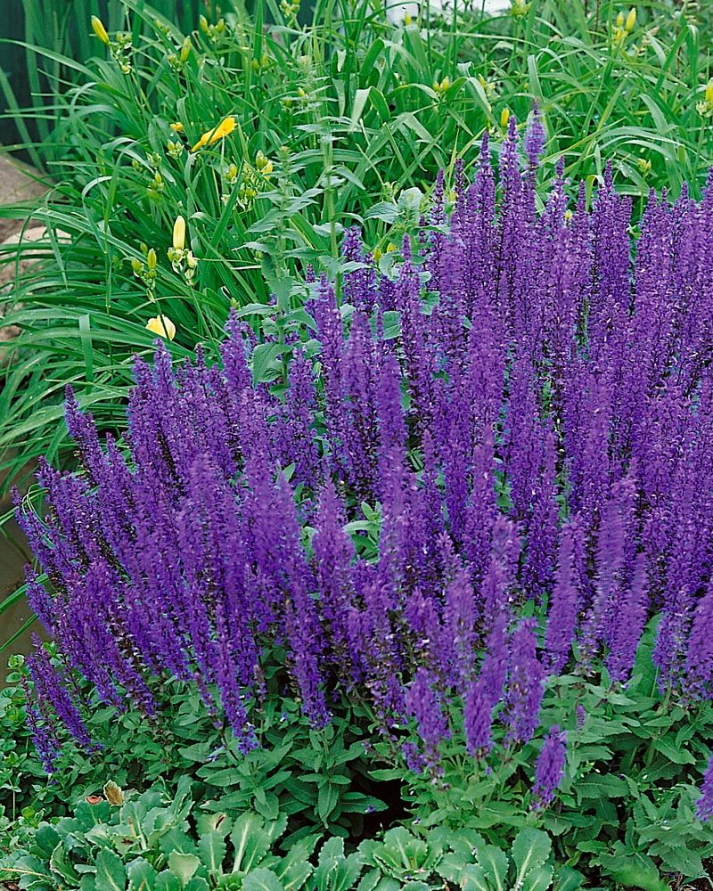 Loistosalvia Blaukönigin