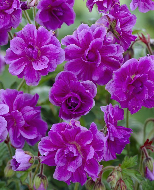 Purppurakaunotar-perennapenkki 24 kpl