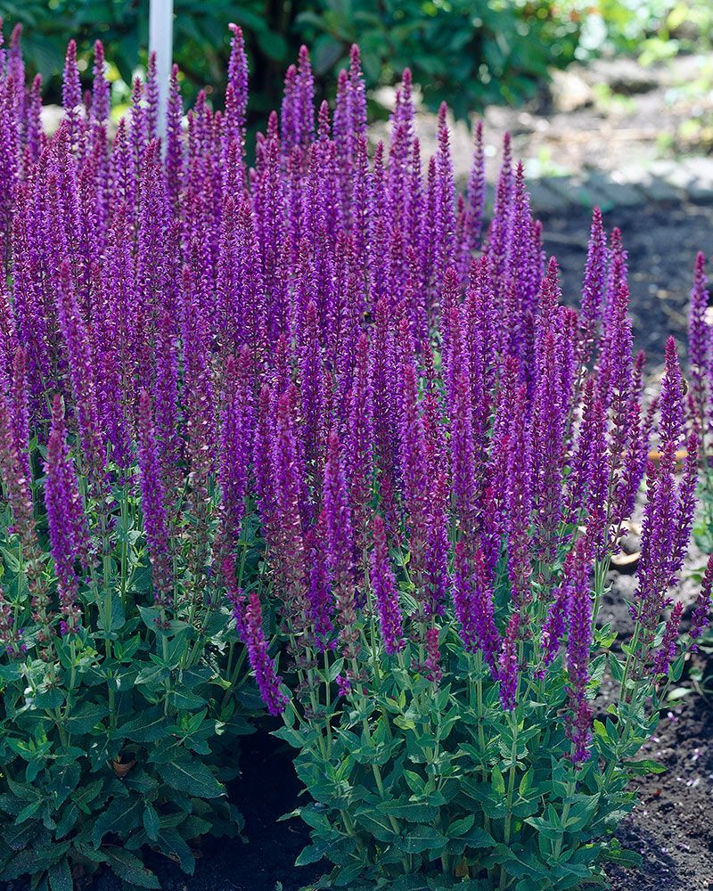Lehtosalvia Ostfriesland
