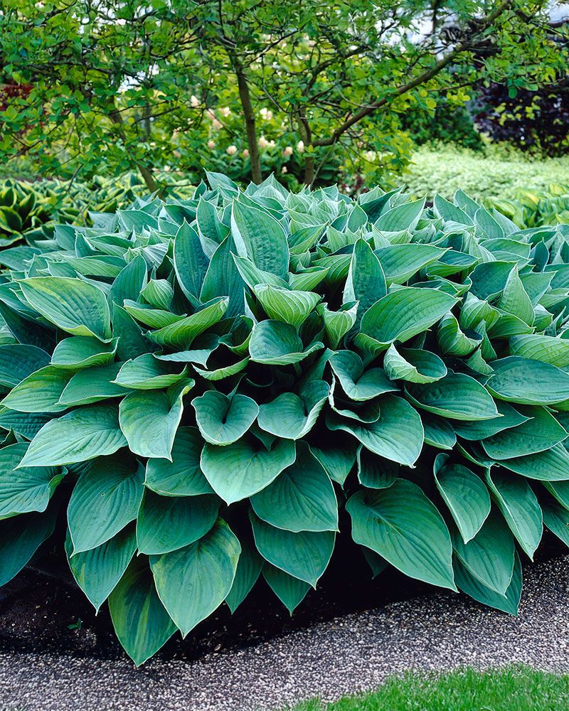 Hopeakuunlilja Hyacinthina 3 kpl