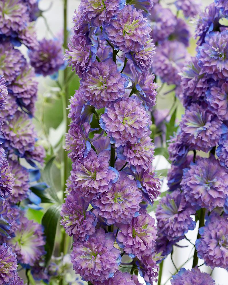 Jaloritarinkannus Sweet Sensation 3 kpl