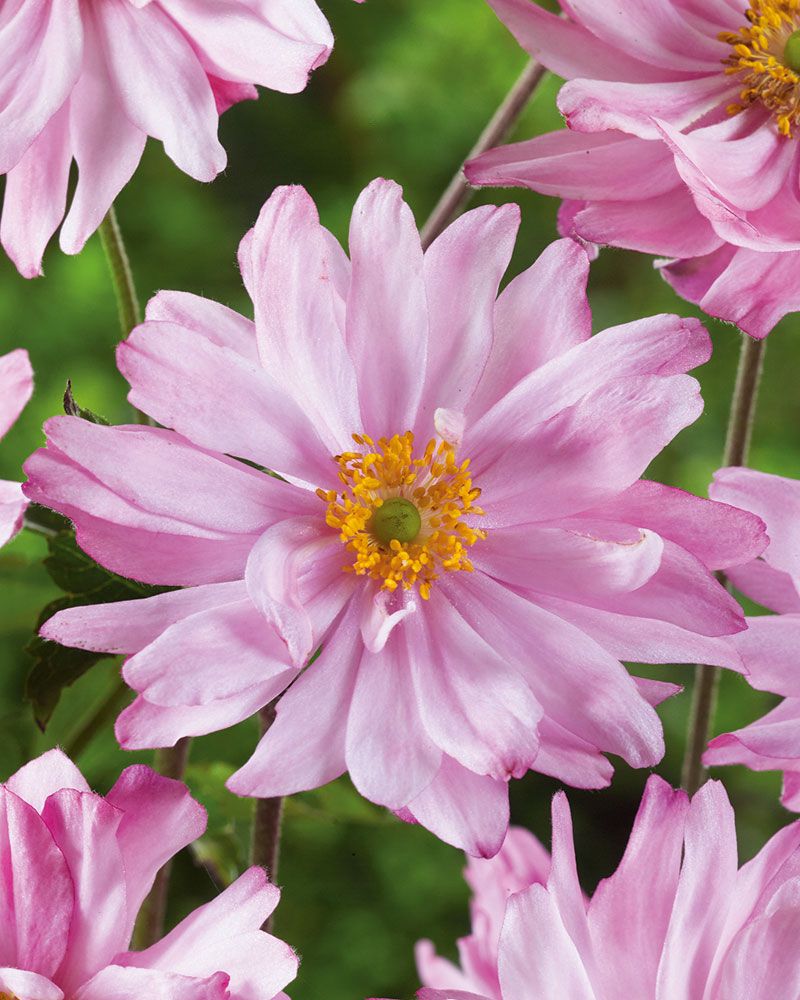 Tarhasyysvuokko Mont Rose 3 kpl