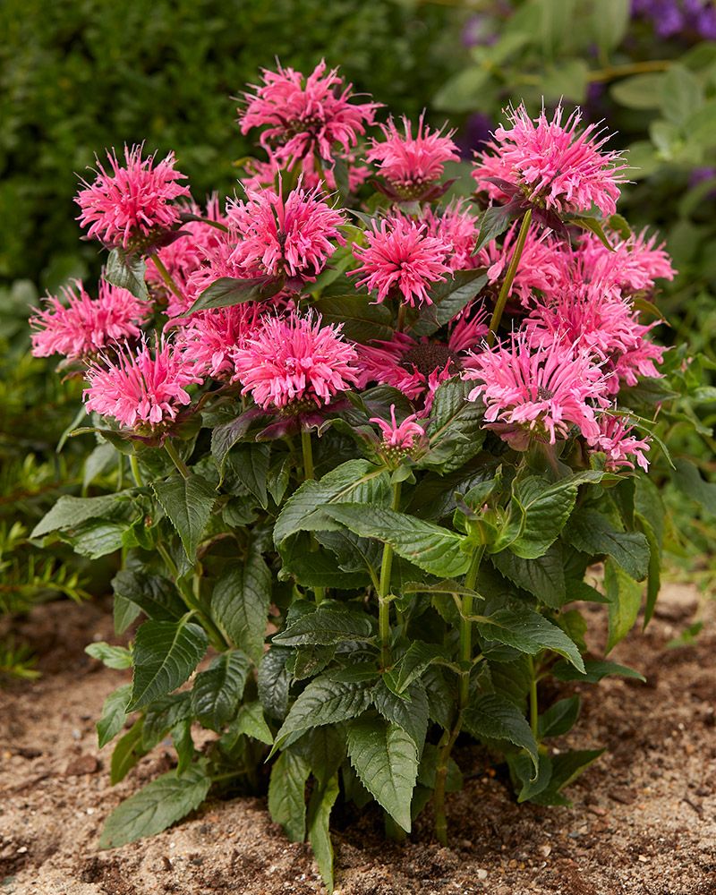 Punaväriminttu Balmy Pink 3 kpl