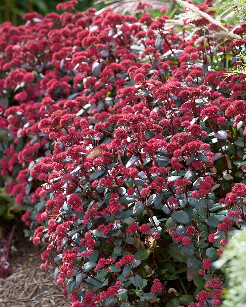 Isomaksaruoho Red Cauli 3 kpl