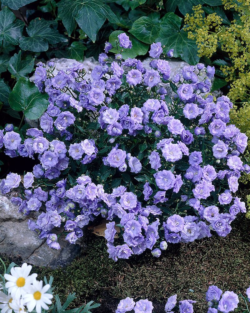 Kääpiökello Elizabeth Oliver 3 kpl