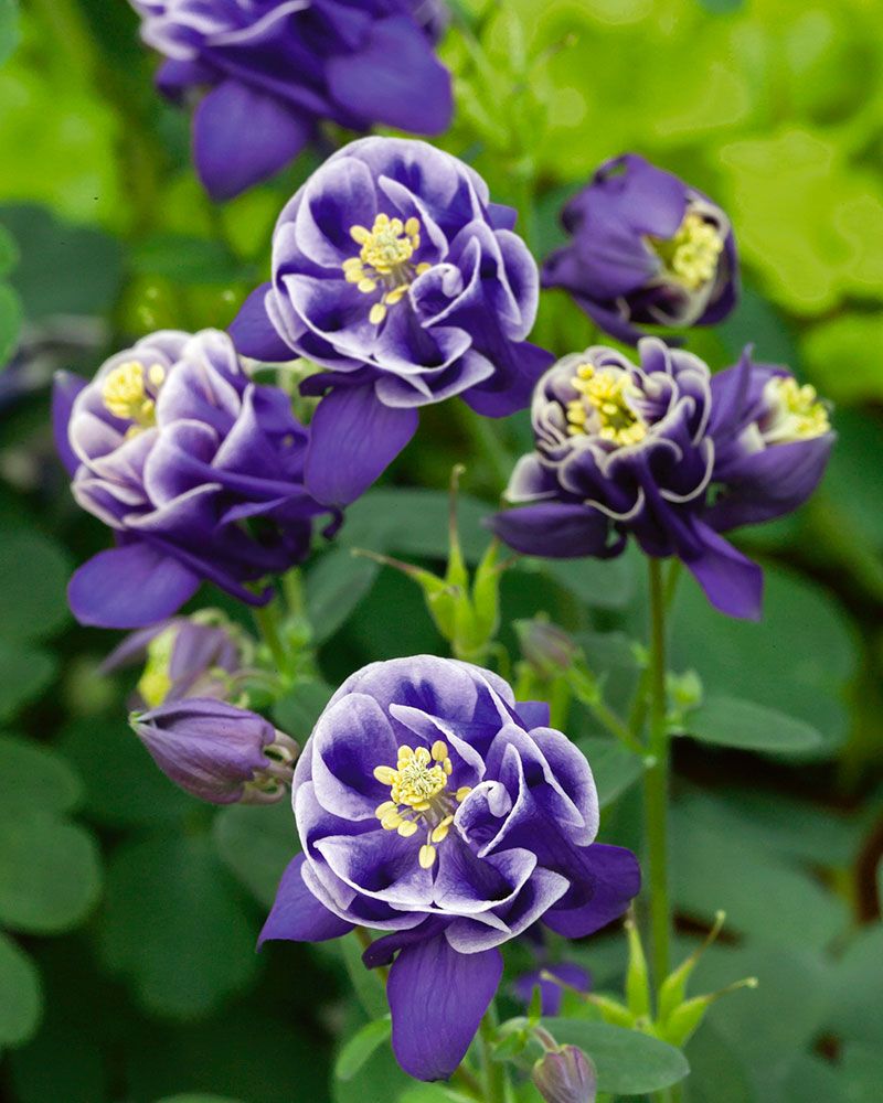 Lehtoakileija Winky Double Dark Blue-White 3 kpl