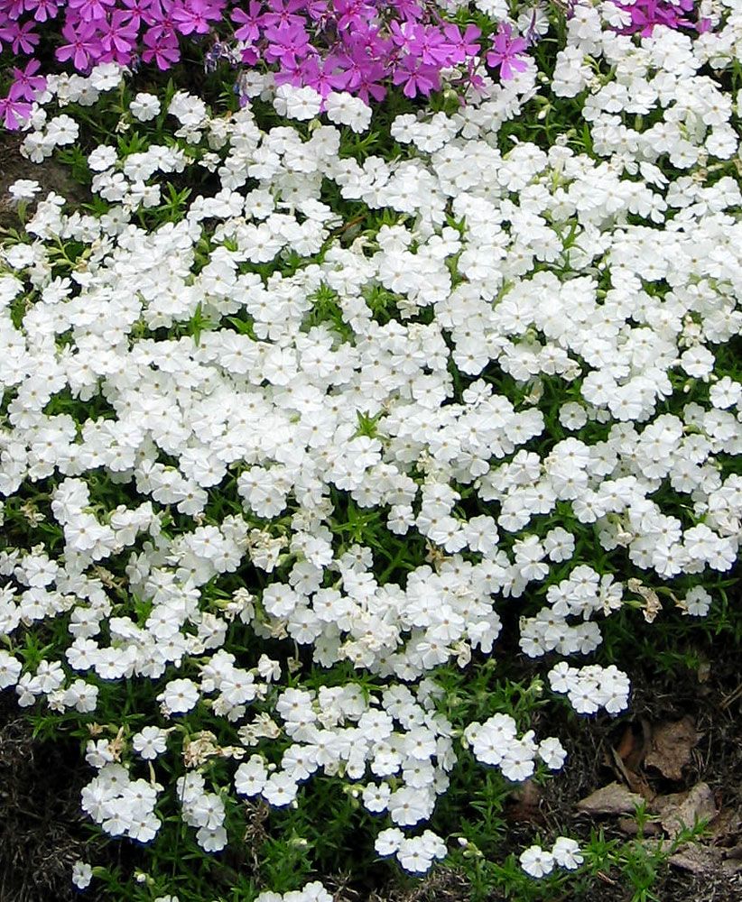 Sammalleimu White Delight