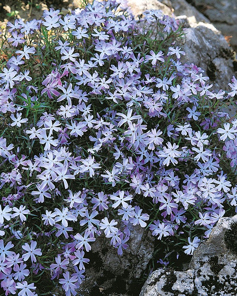 Sammalleimu Emerald Cushion Blue
