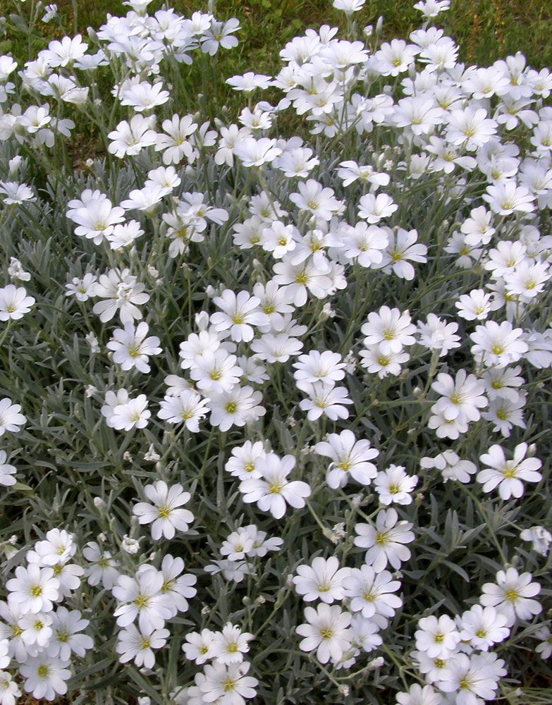 Hopeahärkki Silberteppich