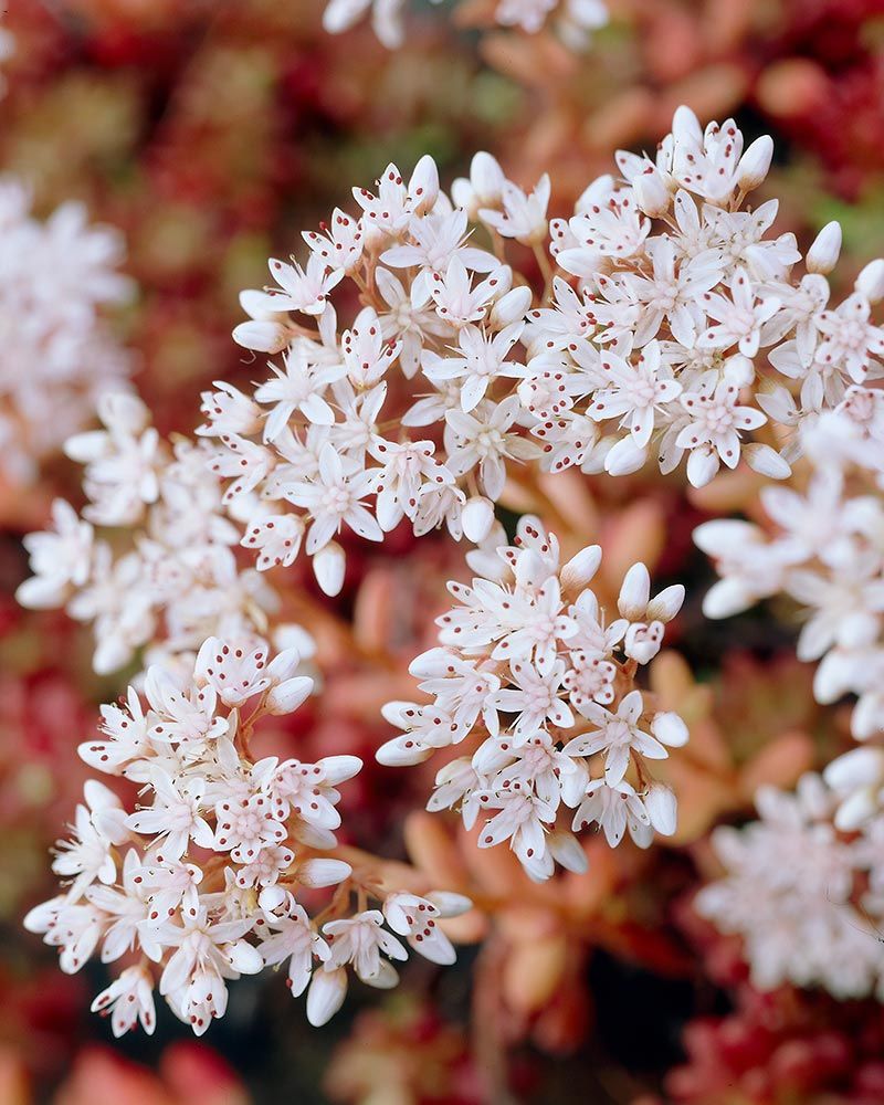 Valkomaksaruoho Coral Carpet