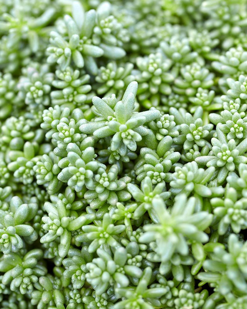 Valkomaksaruoho Coral Carpet