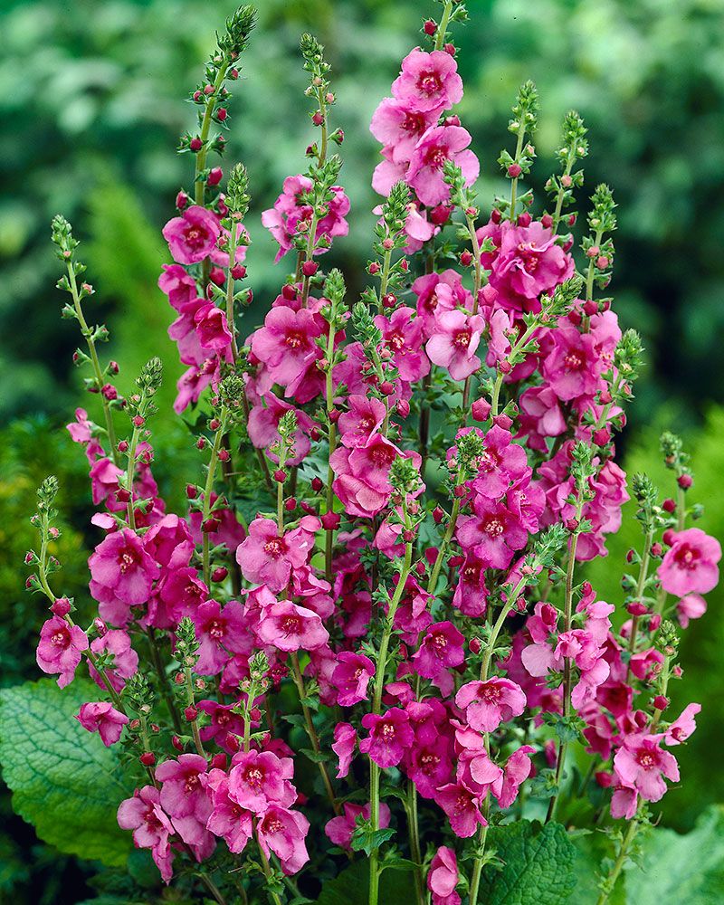 Purppuratulikukka 6 kpl