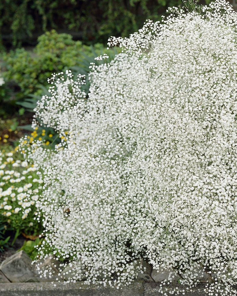 Morsiusharso mix 6 kpl