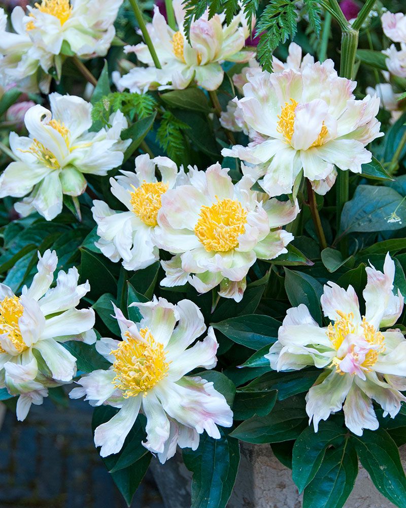 Kiinanpioni Green Lotus