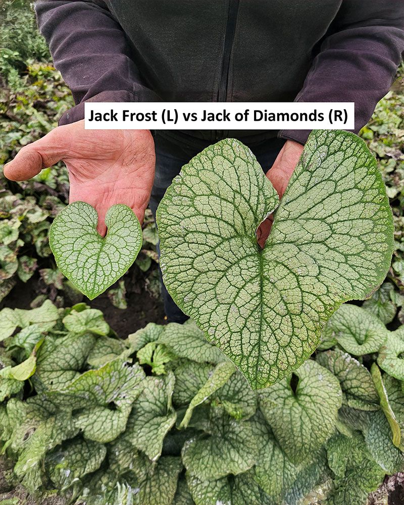 Rotkolemmikki Jack of Diamonds