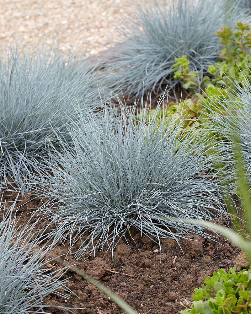 Sininata Elijah Blue