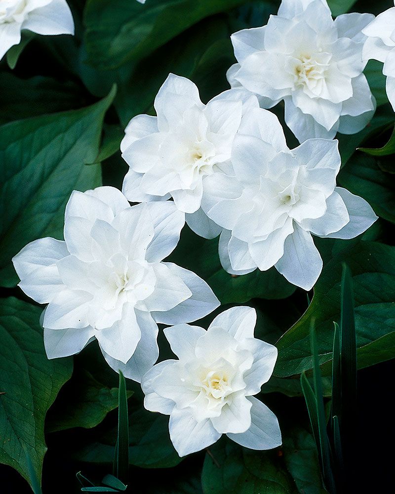 Isokolmilehti Flore Pleno