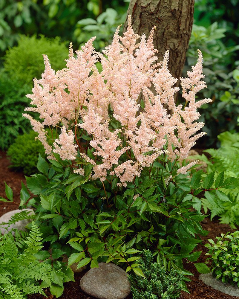 Japaninjaloangervo Peach Blossom 3 kpl