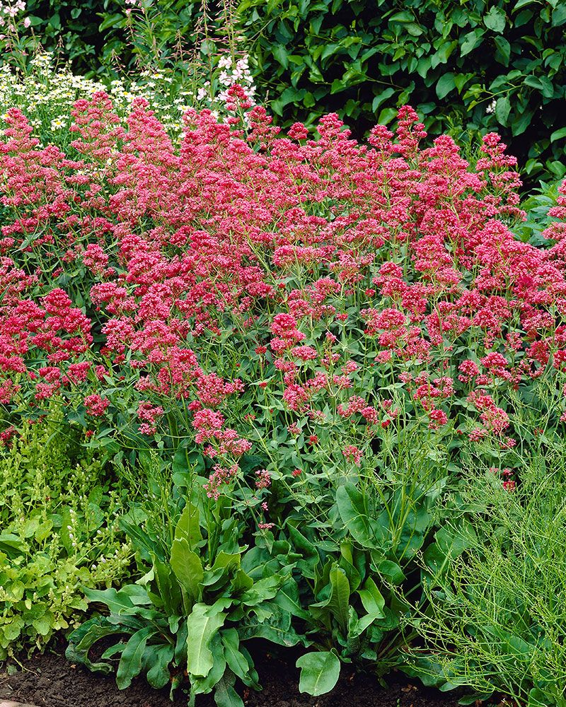 Punavirma Coccineus 3 kpl