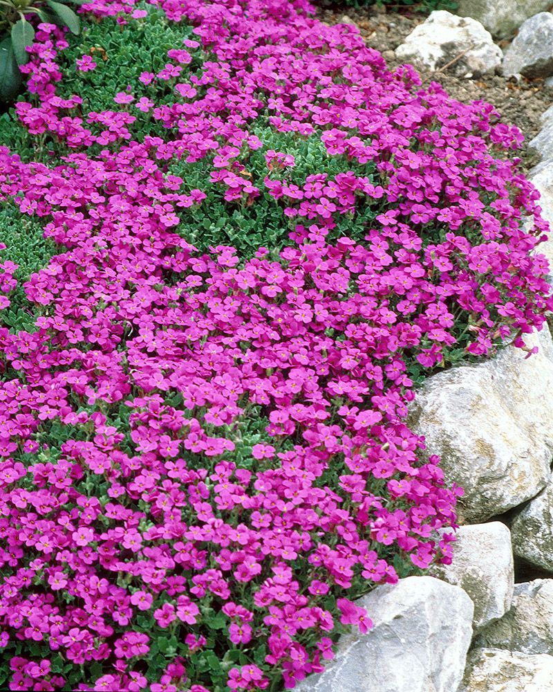 Tarharistikki Cascade Purple 6 kpl