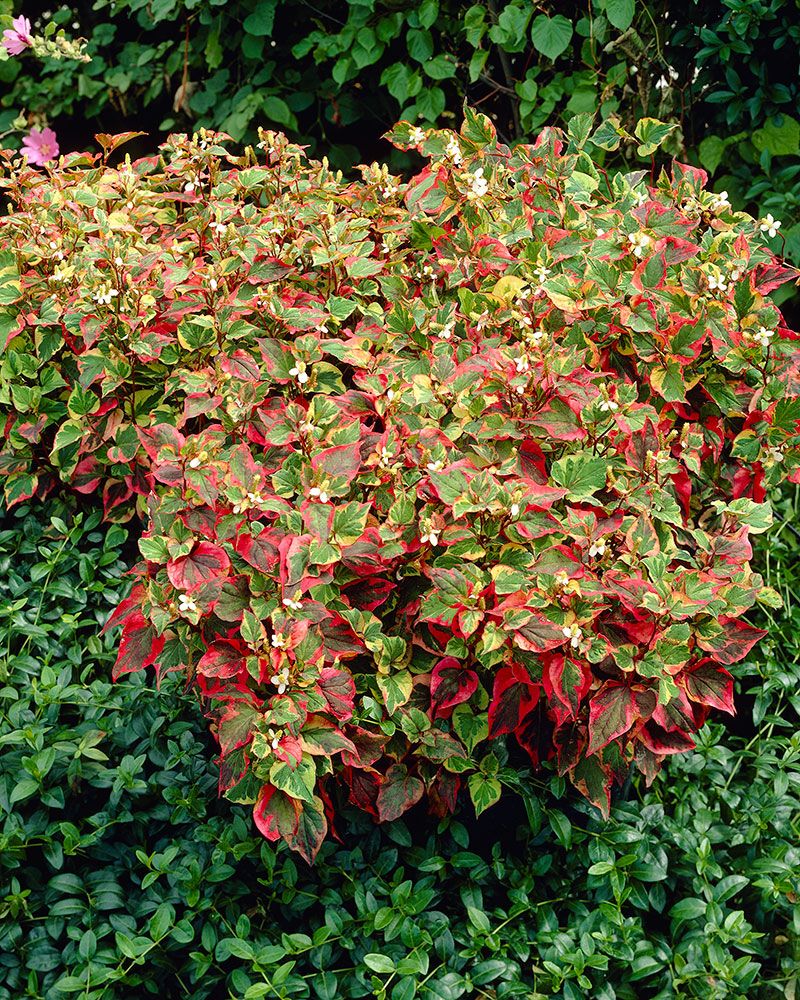 Kameleonttilehti Chameleon 3 kpl