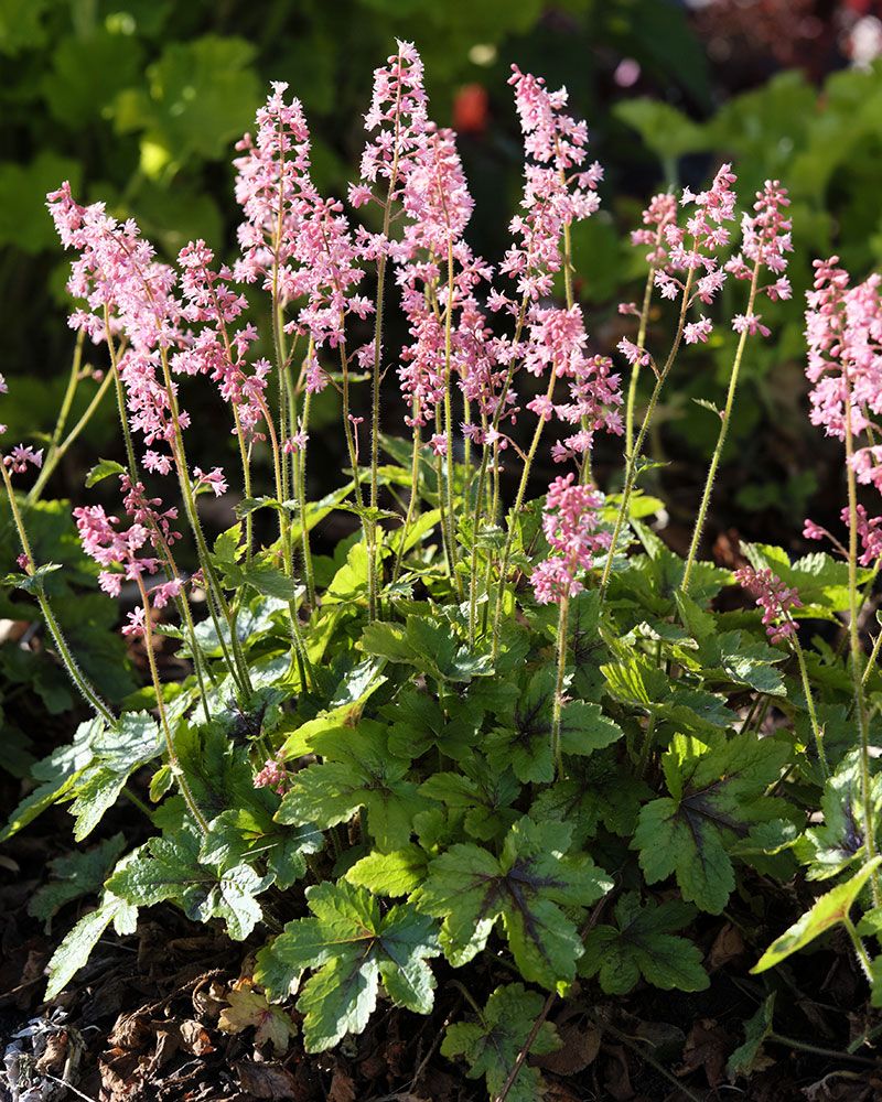 Rusohaltiankukka Pink Fizz