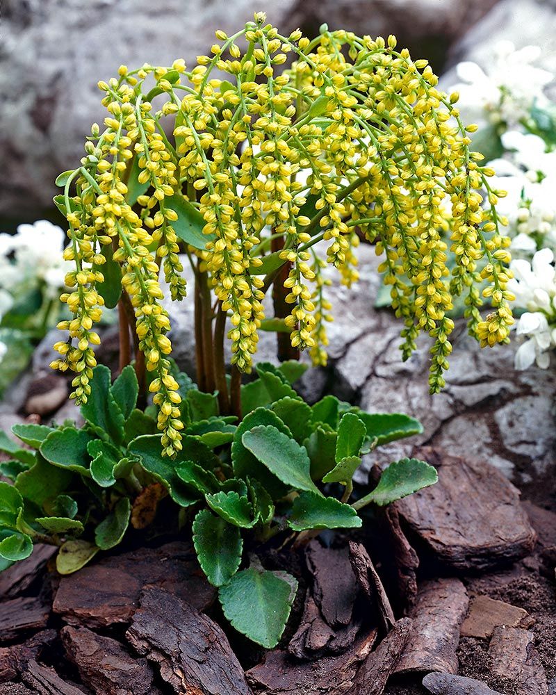 Kultakaari 3 kpl