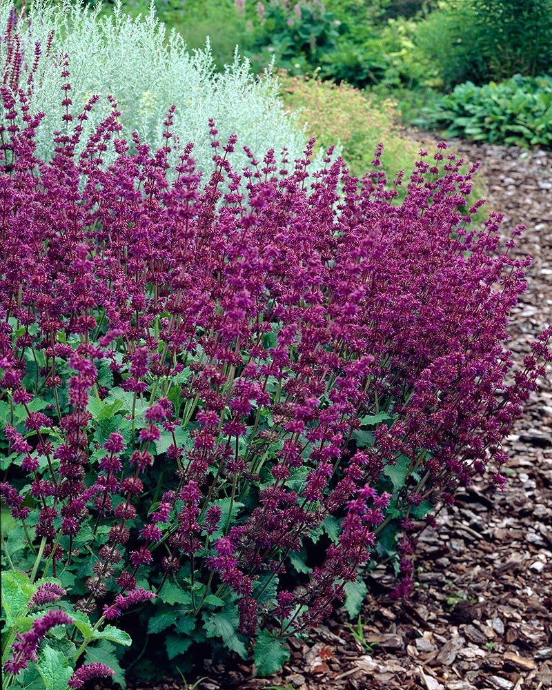 Kiehkurasalvia Purple Rain 3 kpl