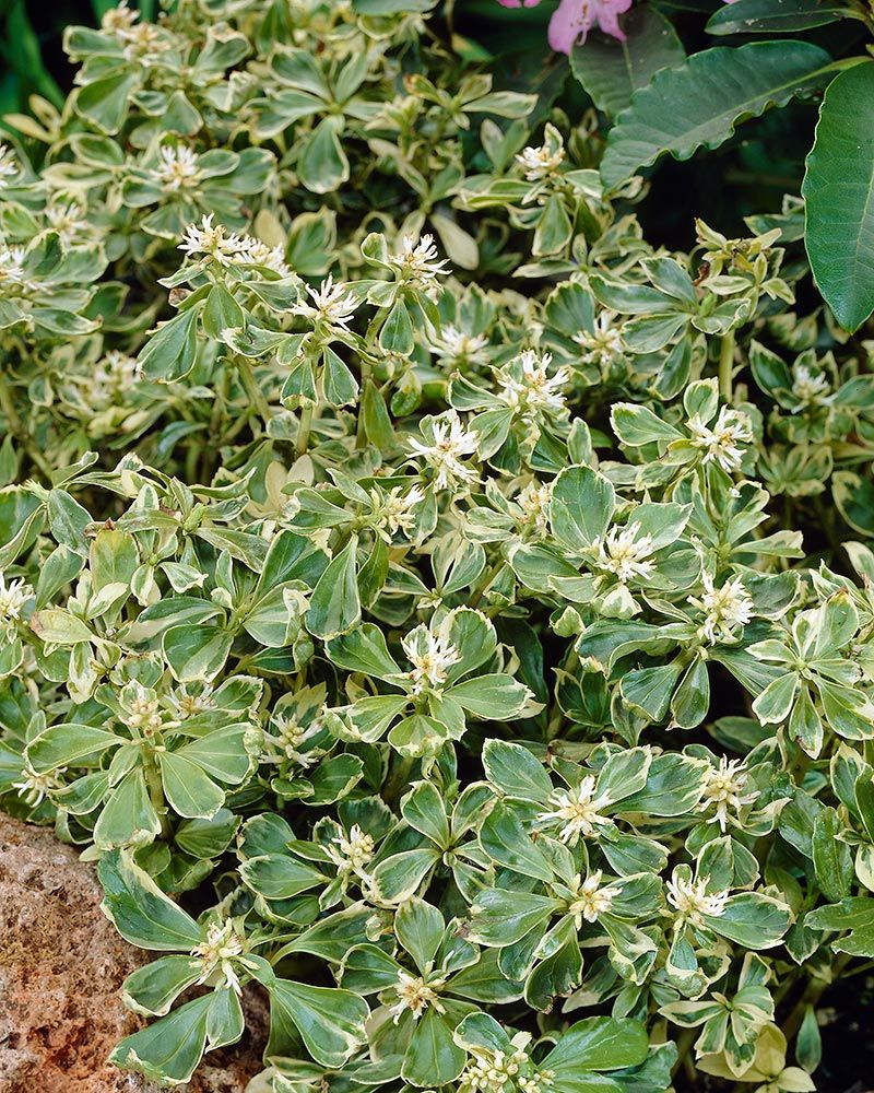 Varjoyrtti Variegata 3 kpl