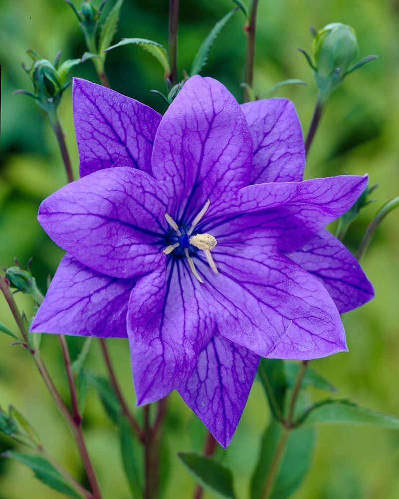 Jalokello Hakone Blue 3 kpl