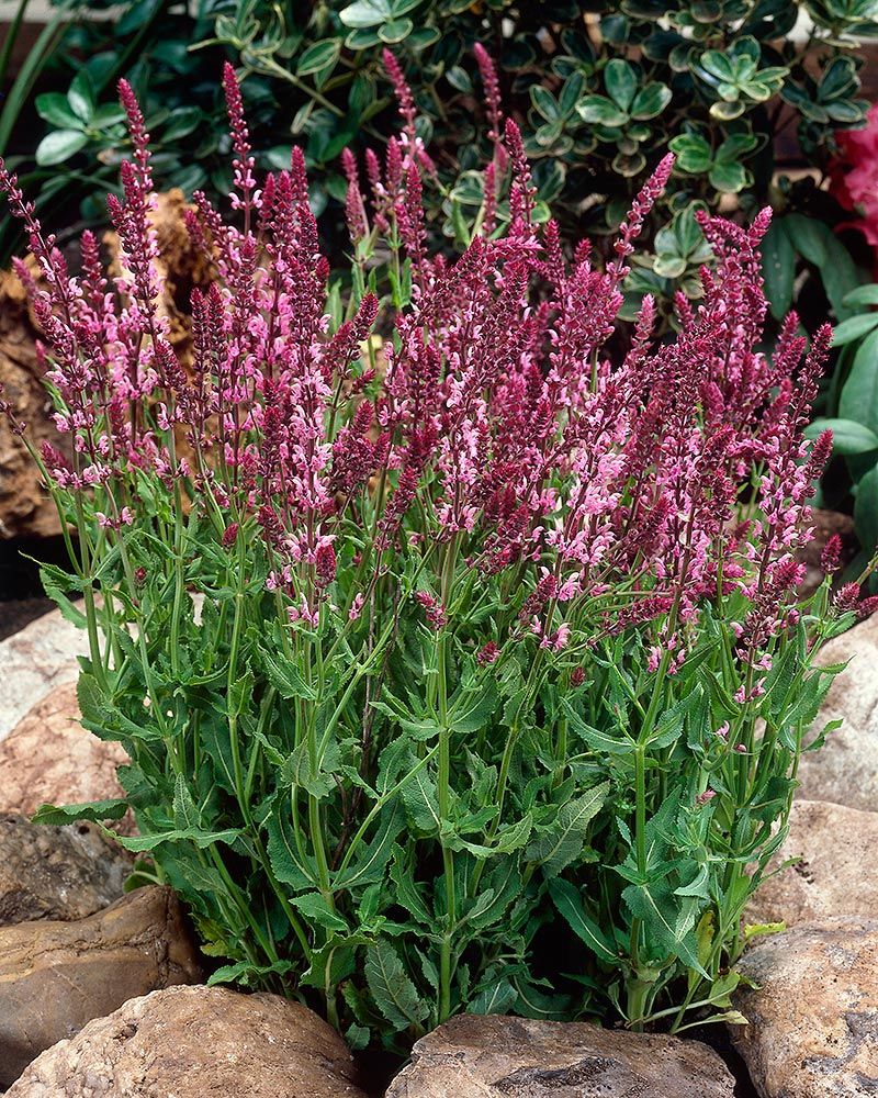 Loistosalvia Rose Queen 6 kpl