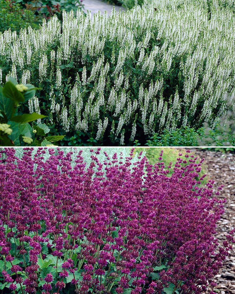 Salvia mix 6 kpl