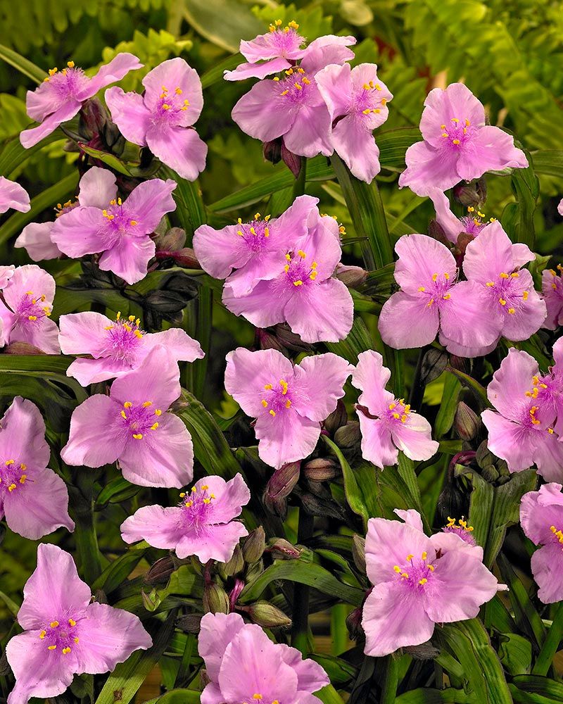 Tarhajuoru Perrine´s Pink 3 kpl