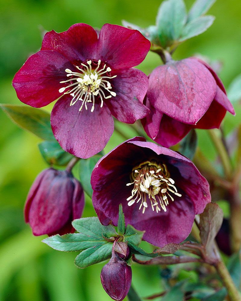 Jouluruusu purppura