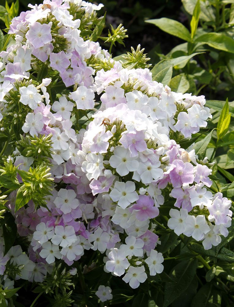 Purppurapörriäinen-perennapenkki 18 kpl