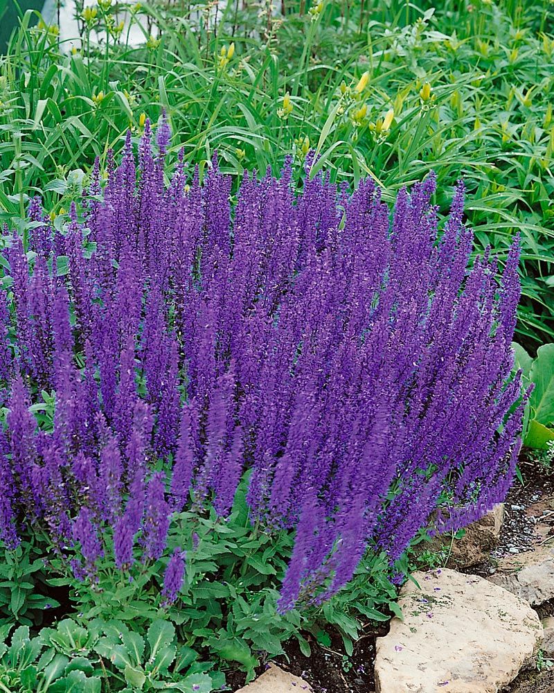 Purppurataivas 2 -perennapenkki 42 kpl