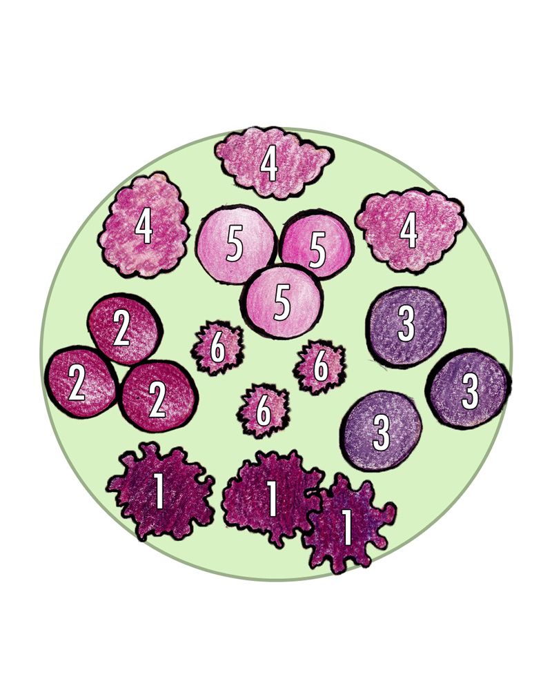 Purppurataivas 2 -perennapenkki 42 kpl
