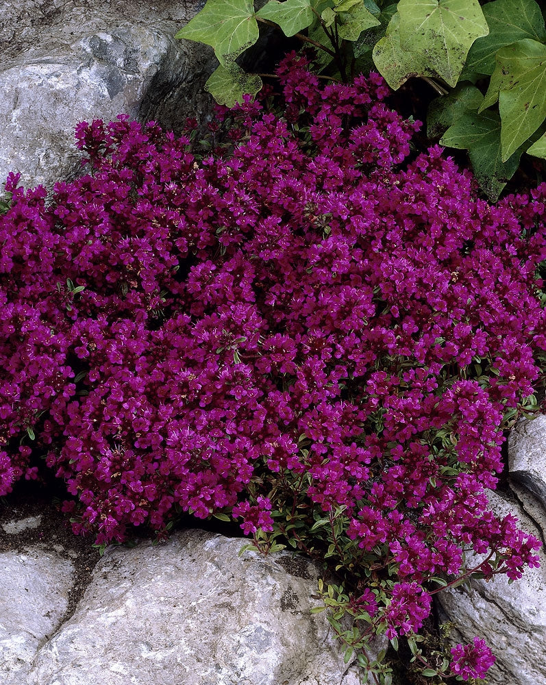Purppurailta-perennapenkki 47 kpl