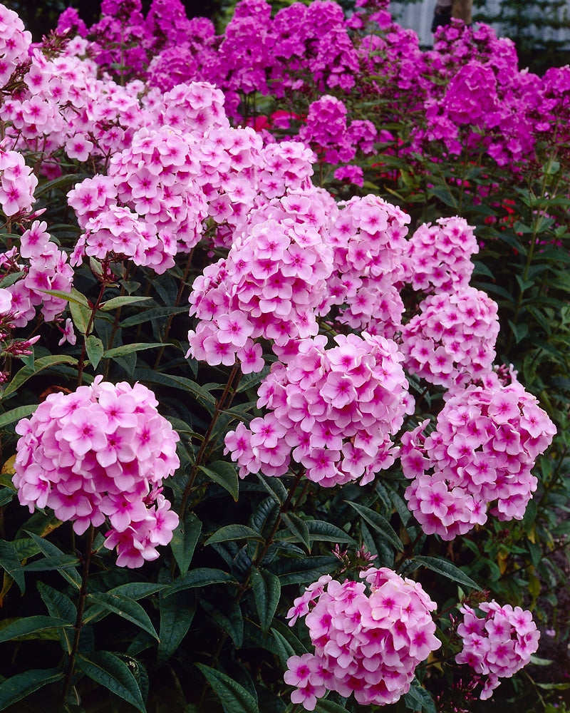 Purppurailta-perennapenkki 47 kpl